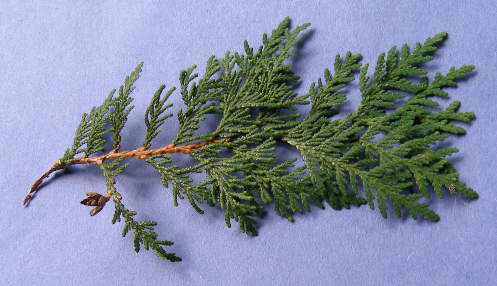 Trees that have scalelike leaves with flattened twigs and seeds in a small tan cone